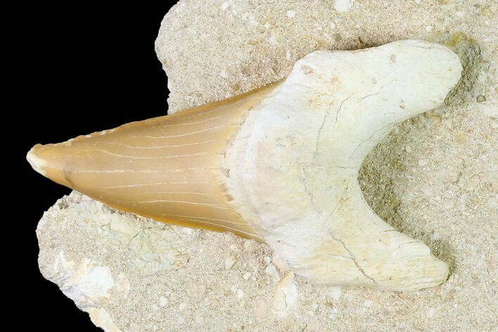 Otodus Shark Tooth Fossil in Rock - Eocene #139884